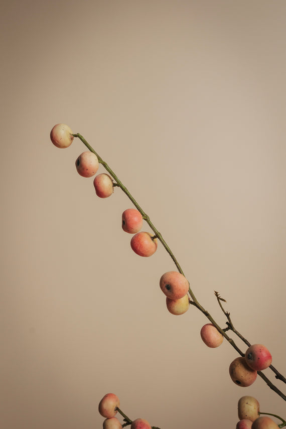 Fruit Fiction