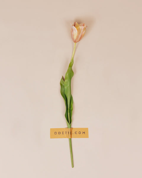 Klassieke tulp