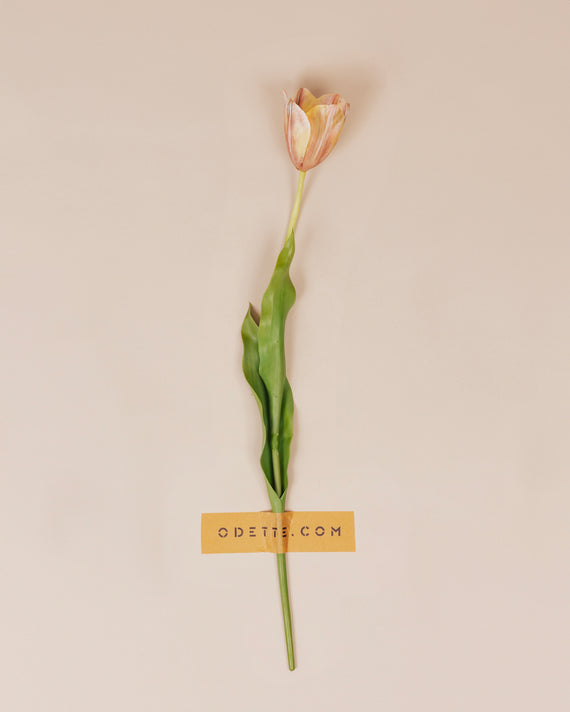 Klassieke tulp