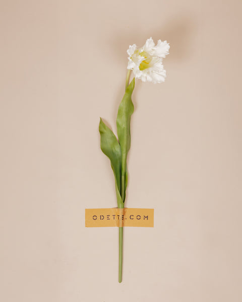 Papegaai tulp wit
