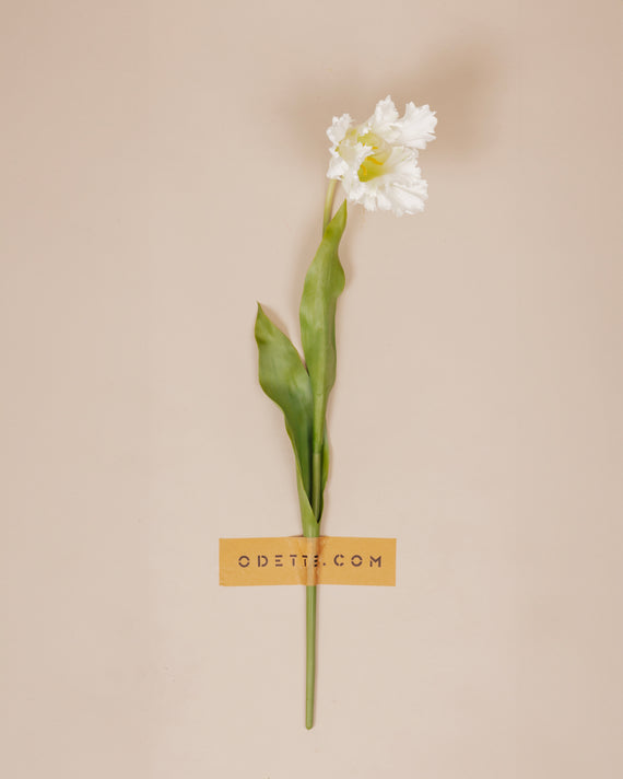 Papegaai tulp wit