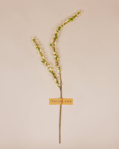 Witte spiraea tak