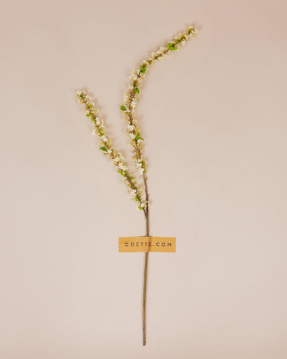 Witte spiraea tak