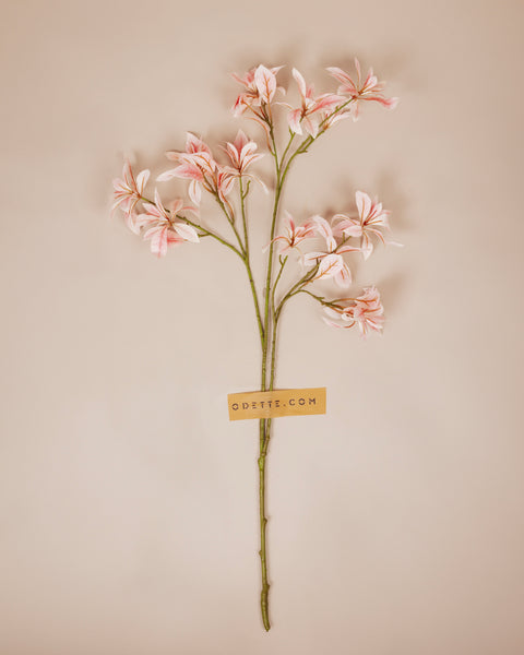 Magnolia